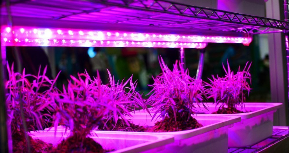 LED Grow Lights Ultimate Guide 2021 Dreamway Outdoor & Indoor LED